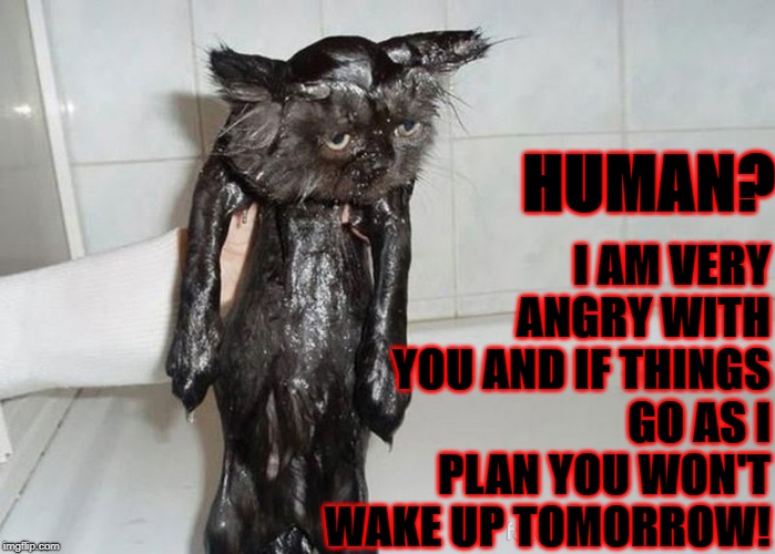 I AM VERY ANGRY WITH YOU AND IF THINGS GO AS I PLAN YOU WON'T WAKE UP TOMORROW! HUMAN? | image tagged in i'm angry | made w/ Imgflip meme maker