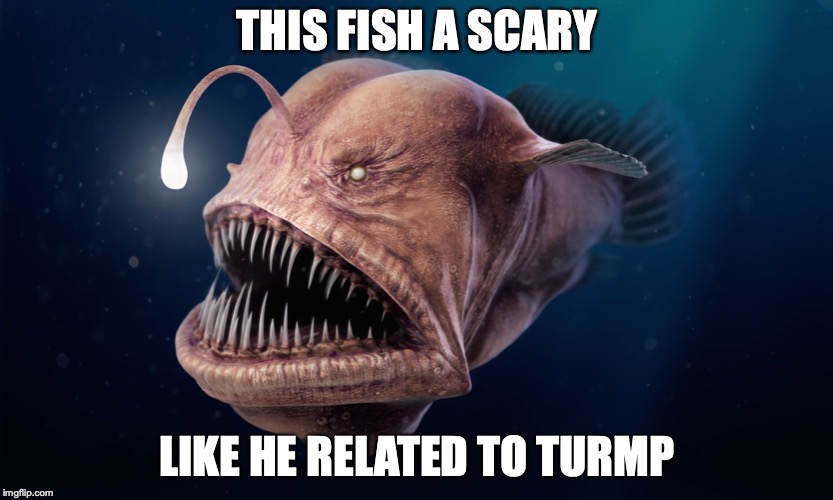 The ugly fiehss | THIS FISH A SCARY; LIKE HE RELATED TO TURMP | image tagged in fish,ugly,donald trump | made w/ Imgflip meme maker