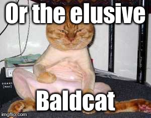 Or the elusive Baldcat | made w/ Imgflip meme maker