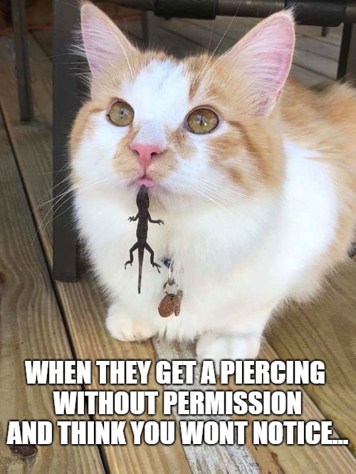 Something's Different | WHEN THEY GET A PIERCING WITHOUT PERMISSION AND THINK YOU WONT NOTICE... | image tagged in cat,memes,lizard,piercings | made w/ Imgflip meme maker