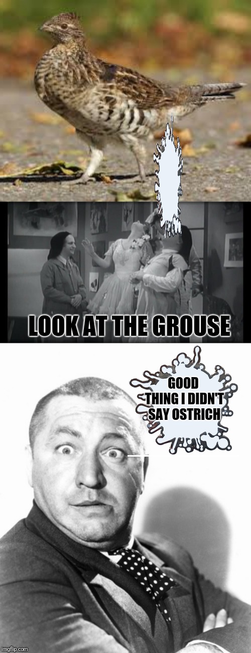Bird Weekend February 1-3, a moemeobro, Claybourne, and 1forpeace Event | LOOK AT THE GROUSE; GOOD THING I DIDN'T SAY OSTRICH | image tagged in bird weekend,3 stooges,three stooges,curly,moe,larry | made w/ Imgflip meme maker
