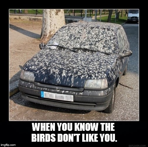 Bird Weekend February 1-3, a moemeobro, Claybourne, and 1forpeace Event | WHEN YOU KNOW THE BIRDS DON'T LIKE YOU. | image tagged in memes,bird weekend,poop,car,bird,i don't give a shit | made w/ Imgflip meme maker