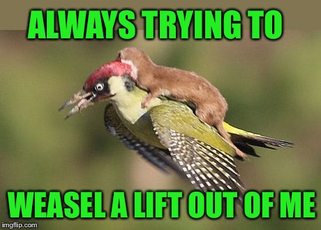 Just like my kids | ALWAYS TRYING TO; WEASEL A LIFT OUT OF ME | image tagged in memes,bird weekend,birds,woody,weasel,taxi | made w/ Imgflip meme maker