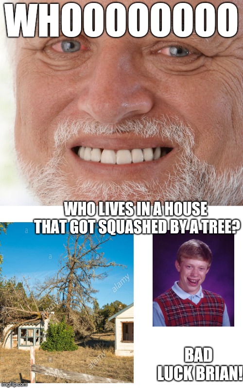 Guys, Continue this chain for me! | WHOOOOOOOO; WHO LIVES IN A HOUSE THAT GOT SQUASHED BY A TREE? BAD LUCK BRIAN! | image tagged in blank white template,hide the pain harold,bad luck brian,chain,spongebob,spongebob squarepants | made w/ Imgflip meme maker
