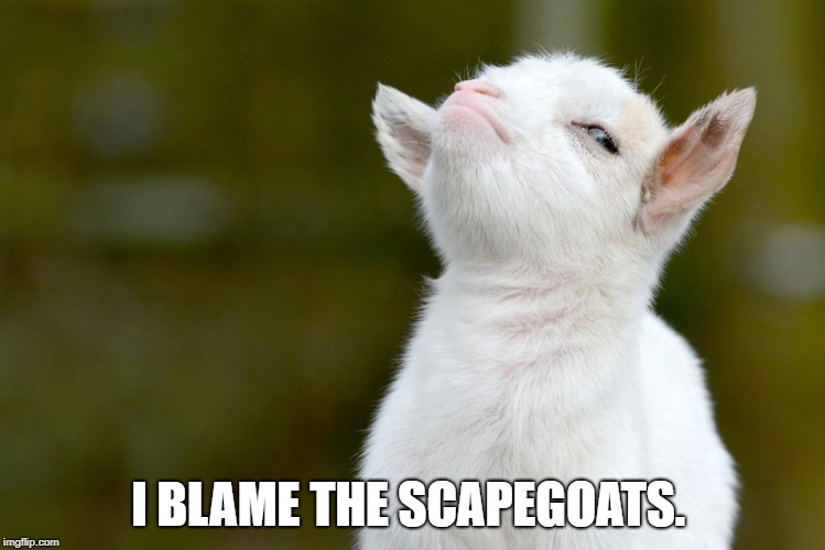 I BLAME THE SCAPEGOATS. | image tagged in proud baby goat | made w/ Imgflip meme maker