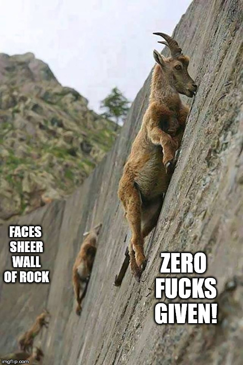 Baddass's of the Wild Kingdom | ZERO FUCKS GIVEN! FACES SHEER WALL OF ROCK | image tagged in mountain goats,wall,rock,sheer,zero fucks given | made w/ Imgflip meme maker