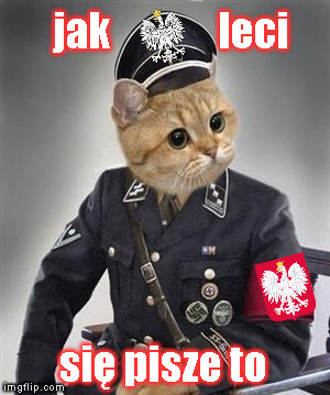 Grammar Nazi Cat | jak              leci się pisze to | image tagged in grammar nazi cat | made w/ Imgflip meme maker