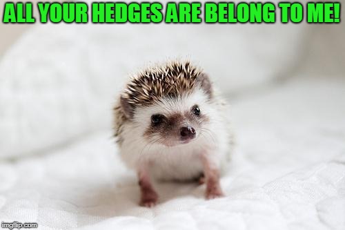 hedgehog  | ALL YOUR HEDGES ARE BELONG TO ME! | image tagged in hedgehog | made w/ Imgflip meme maker