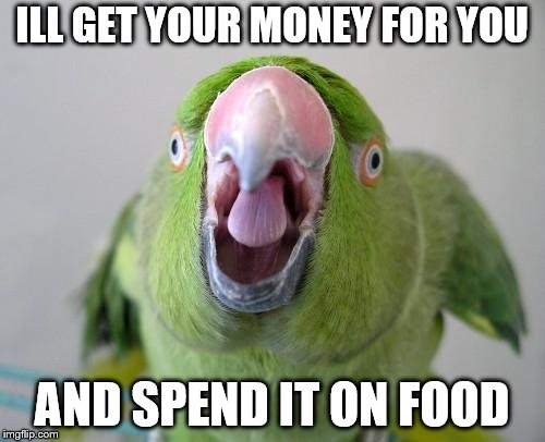 Parrot | ILL GET YOUR MONEY FOR YOU AND SPEND IT ON FOOD | image tagged in parrot | made w/ Imgflip meme maker