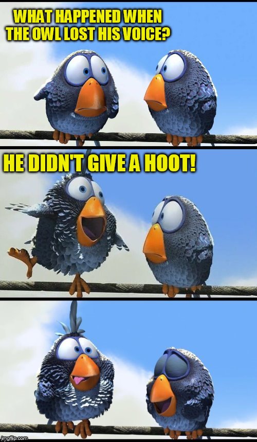 Bird Weekend February 1-3, a moemeobro, Claybourne, and 1forpeace Event | WHAT HAPPENED WHEN THE OWL LOST HIS VOICE? HE DIDN'T GIVE A HOOT! | image tagged in for the birds,bird weekend,bird,birds,meme,jokes | made w/ Imgflip meme maker