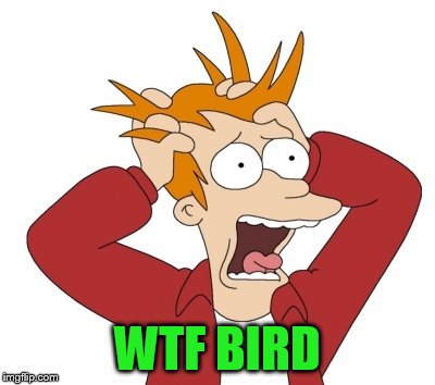 WTF BIRD | made w/ Imgflip meme maker