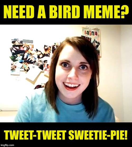 We Can Cuddle in My Nest - Bird Weekend Feb 1st-3rd | NEED A BIRD MEME? TWEET-TWEET SWEETIE-PIE! | image tagged in memes,overly attached girlfriend | made w/ Imgflip meme maker