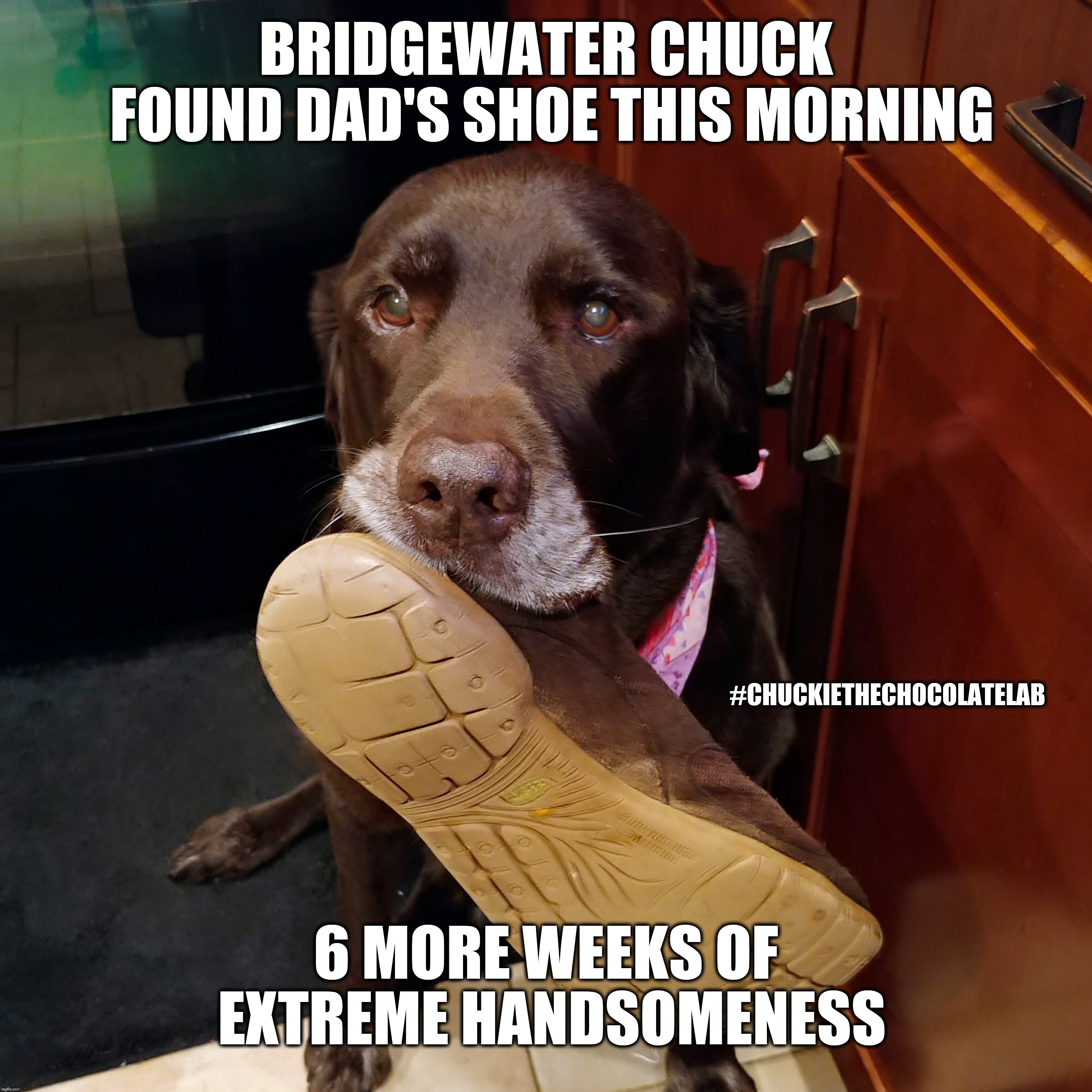 Groundhogs don't know everything  | BRIDGEWATER CHUCK FOUND DAD'S SHOE THIS MORNING; #CHUCKIETHECHOCOLATELAB; 6 MORE WEEKS OF EXTREME HANDSOMENESS | image tagged in chuckie the chocolate lab,groundhog day,dogs,funny,memes,prediction | made w/ Imgflip meme maker