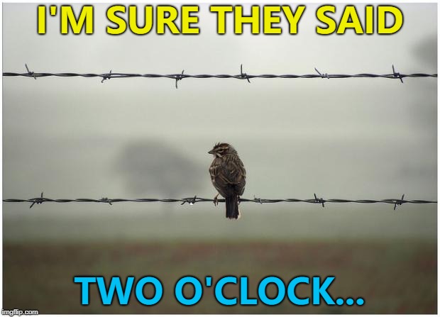 Bird Weekend has arrived - February 1-3, a moemeobro, Claybourne, and 1forpeace joint production... :) | I'M SURE THEY SAID; TWO O'CLOCK... | image tagged in lonely bird,memes,bird weekend,animals,birds | made w/ Imgflip meme maker