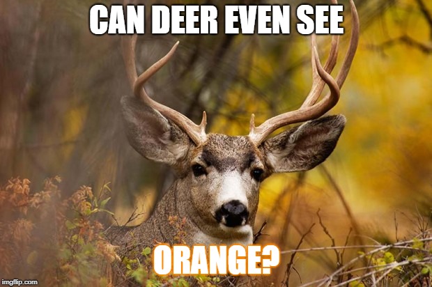 deer meme | CAN DEER EVEN SEE ORANGE? | image tagged in deer meme | made w/ Imgflip meme maker
