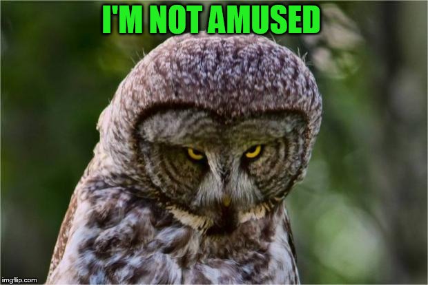 Seriously Owl | I'M NOT AMUSED | image tagged in seriously owl | made w/ Imgflip meme maker