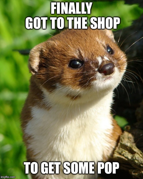 Weasel | FINALLY GOT TO THE SHOP TO GET SOME POP | image tagged in weasel | made w/ Imgflip meme maker