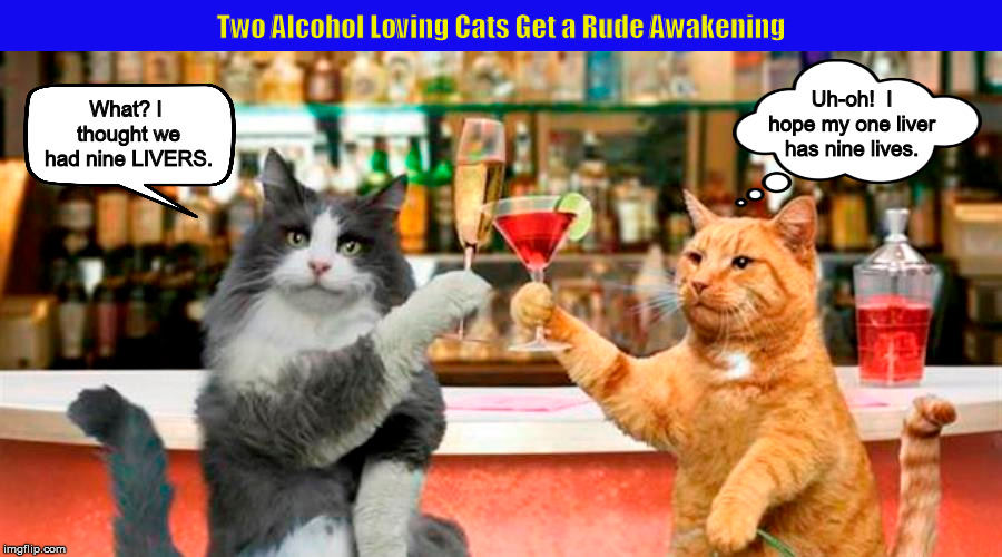 Two Alcohol Loving Cats Get a Rude Awakening | image tagged in cat,cats,nine lives,funny,memes,alcoholic | made w/ Imgflip meme maker