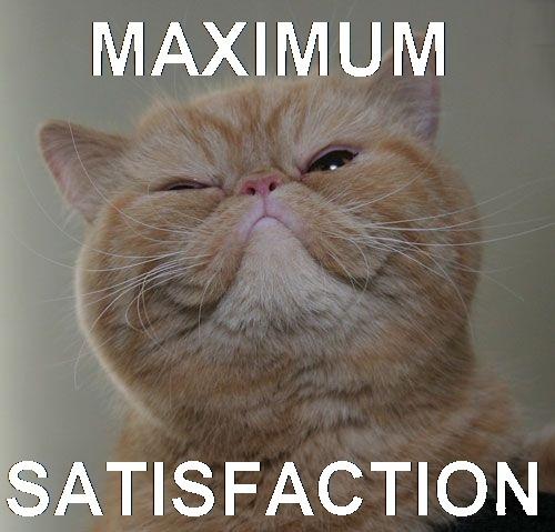 image tagged in cats,animals