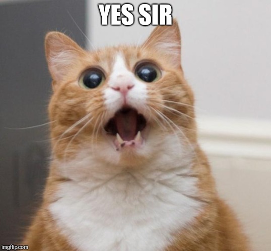 scared cat | YES SIR | image tagged in scared cat | made w/ Imgflip meme maker