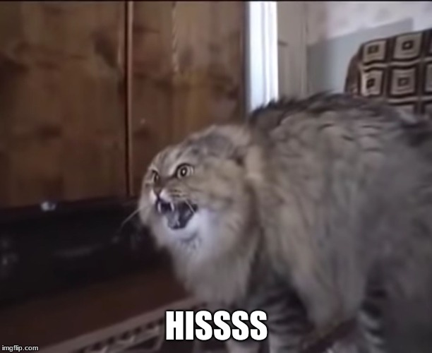 Hissing cat | HISSSS | image tagged in hissing cat | made w/ Imgflip meme maker