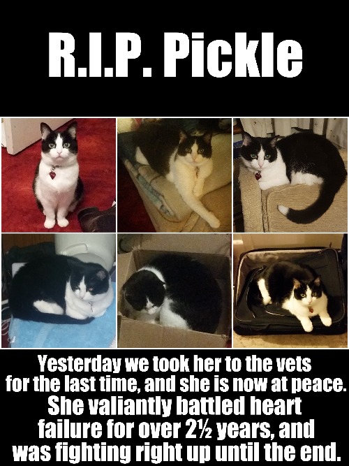 R.I.P. Pickle  | image tagged in rip,cat,cats | made w/ Imgflip meme maker