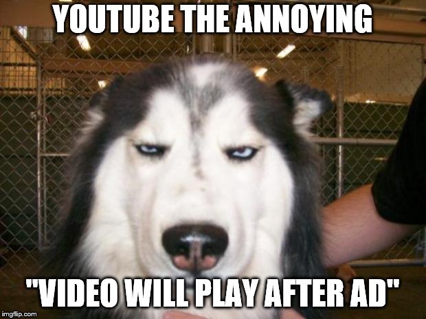Annoyed Dog | YOUTUBE THE ANNOYING; "VIDEO WILL PLAY AFTER AD" | image tagged in annoyed dog | made w/ Imgflip meme maker