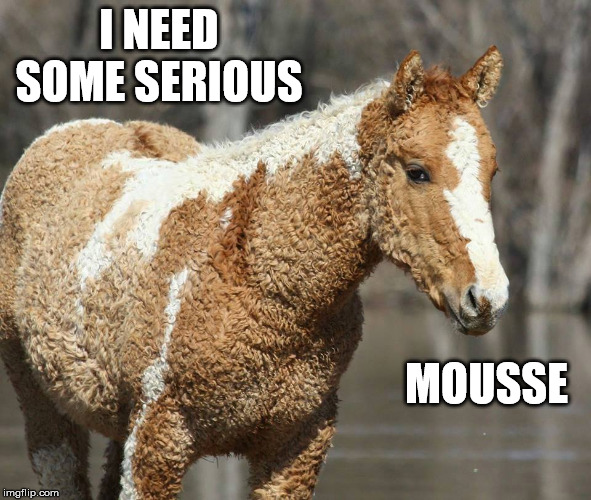 Seriously | I NEED SOME SERIOUS; MOUSSE | image tagged in horse,curly,hair,need,serious,mousse | made w/ Imgflip meme maker