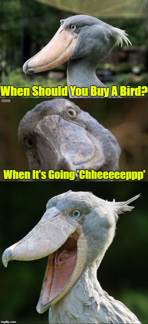 Going once, Going Twice, Going Cheap, Cheap, Cheap | When Should You Buy A Bird? When It's Going 'Chheeeeeppp' | image tagged in bad joke bird 3,memes,animals,birds,bird weekend,google images | made w/ Imgflip meme maker