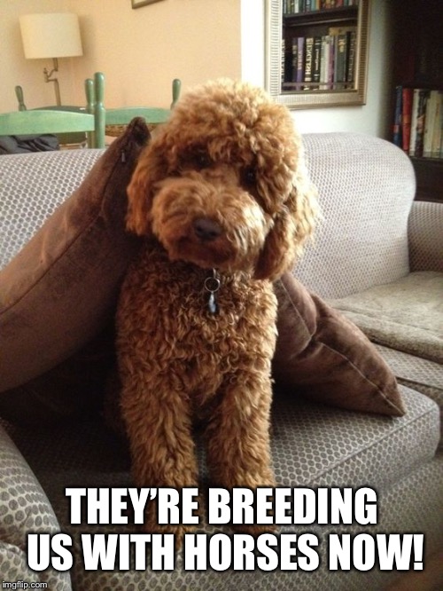 Labradoodle | THEY’RE BREEDING US WITH HORSES NOW! | image tagged in labradoodle | made w/ Imgflip meme maker
