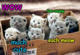 The doge kitten meme | wow; too many; such meow; much cute | image tagged in cat,kitten,love,doge,meme,much | made w/ Imgflip meme maker