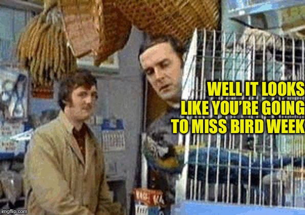 Bird week. My first one! | WELL IT LOOKS LIKE YOU’RE GOING TO MISS BIRD WEEK | image tagged in monty python dead parrot | made w/ Imgflip meme maker