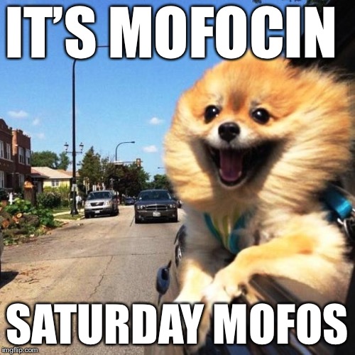 happy dog | IT’S MOFOCIN; SATURDAY MOFOS | image tagged in happy dog | made w/ Imgflip meme maker