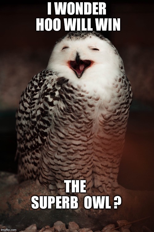 Bowl game | I WONDER HOO WILL WIN; THE SUPERB  OWL ? | image tagged in superbowl,funny | made w/ Imgflip meme maker