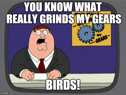 In Particularly Chickens | YOU KNOW WHAT REALLY GRINDS MY GEARS; BIRDS! | image tagged in memes,peter griffin news,bird weekend,giant chicken | made w/ Imgflip meme maker