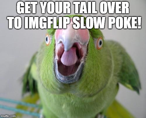 Parrot | GET YOUR TAIL OVER TO IMGFLIP SLOW POKE! | image tagged in parrot | made w/ Imgflip meme maker