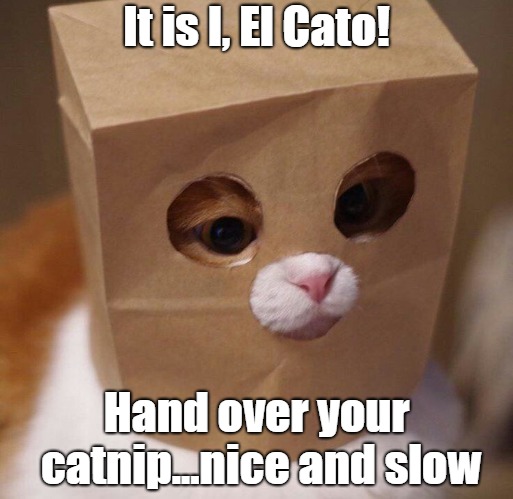 Who IS that masked cat?! | It is I, El Cato! Hand over your catnip...nice and slow | image tagged in meme,funny cats,catnip,thief,cats | made w/ Imgflip meme maker
