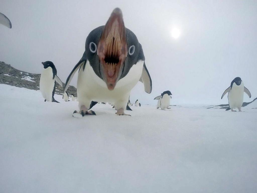 Angry Penguin Blank Meme Template