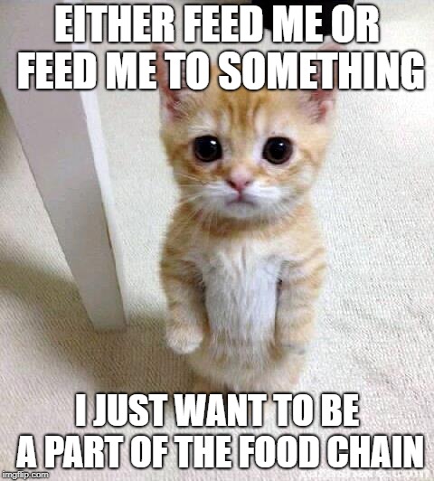 Cute Cat | EITHER FEED ME OR FEED ME TO SOMETHING; I JUST WANT TO BE A PART OF THE FOOD CHAIN | image tagged in memes,cute cat | made w/ Imgflip meme maker