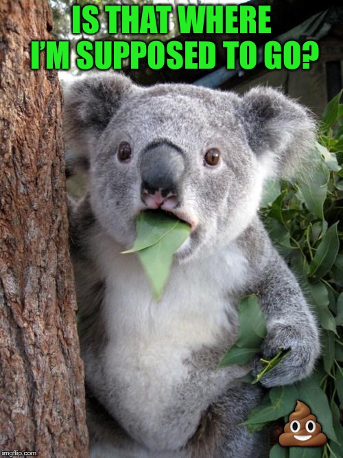 Surprised Koala Meme | IS THAT WHERE I’M SUPPOSED TO GO?  | image tagged in memes,surprised koala | made w/ Imgflip meme maker