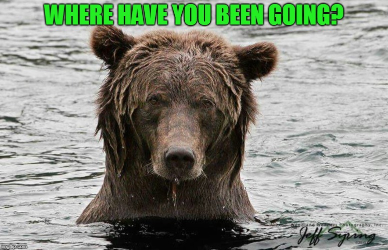 Sarcastic Bear | WHERE HAVE YOU BEEN GOING? | image tagged in sarcastic bear | made w/ Imgflip meme maker