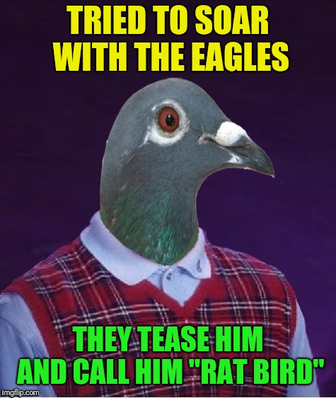 Bird Weekend February 1-3, a moemeobro, Claybourne, and 1forpeace Event | TRIED TO SOAR WITH THE EAGLES; THEY TEASE HIM AND CALL HIM "RAT BIRD" | image tagged in bad luck bird,pigeon,eagles,rat bird,memes | made w/ Imgflip meme maker