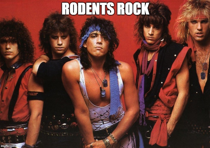 Ratt | RODENTS ROCK | image tagged in ratt | made w/ Imgflip meme maker