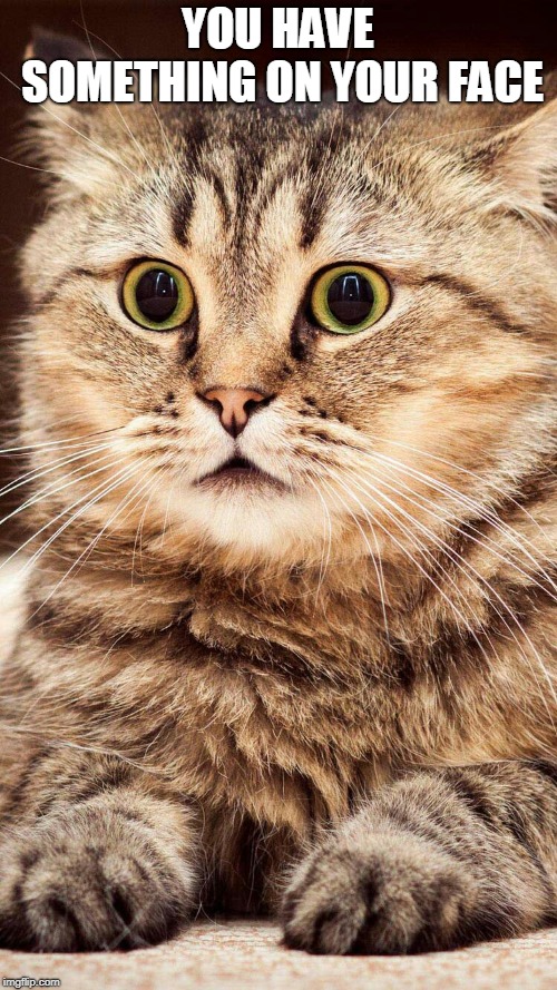 shocked cat | YOU HAVE SOMETHING ON YOUR FACE | image tagged in shocked cat | made w/ Imgflip meme maker