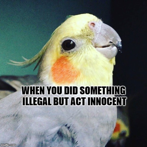 when you did something illegal but act innocent | WHEN YOU DID SOMETHING ILLEGAL BUT ACT INNOCENT | image tagged in birb,acting innocent | made w/ Imgflip meme maker