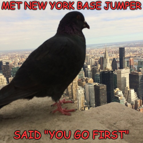 Bird Weekend February 1-3, a moemeobro, Claybourne, and 1forpeace Event..."You Go First" | MET NEW YORK BASE JUMPER; SAID "YOU GO FIRST" | image tagged in bird | made w/ Imgflip meme maker