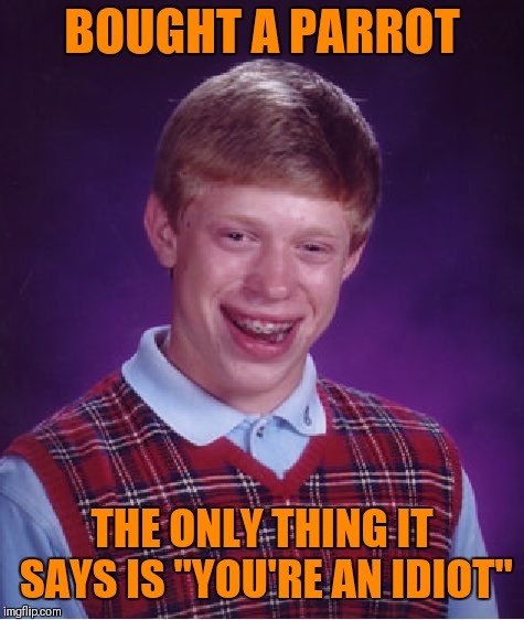 Bird Weekend February 1-3, a moemeobro, claybourne, and 1forpiece event | BOUGHT A PARROT; THE ONLY THING IT SAYS IS "YOU'RE AN IDIOT" | image tagged in memes,bad luck brian,bird weekend,funny,parrot | made w/ Imgflip meme maker