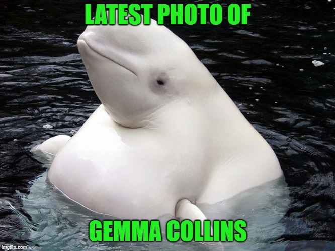 Fat Whale | LATEST PHOTO OF; GEMMA COLLINS | image tagged in fat whale | made w/ Imgflip meme maker