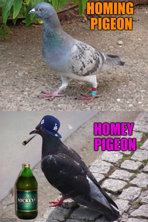Bird Weekend has arrived - February 1-3, a moemeobro, Claybourne, and 1forpeace joint production... :) | HOMING PIGEON; HOMEY PIGEON | image tagged in pigeon,birds,bird weekend,homies | made w/ Imgflip meme maker