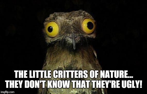 weird stuff i do pootoo | THE LITTLE CRITTERS OF NATURE... THEY DON'T KNOW THAT THEY'RE UGLY! | image tagged in weird stuff i do pootoo | made w/ Imgflip meme maker
